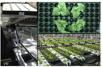 Recycling Nutrient Solution Can Reduce Growth Due to Nutrient Deficiencies in Hydroponic Production